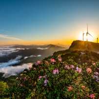 夕照繁花